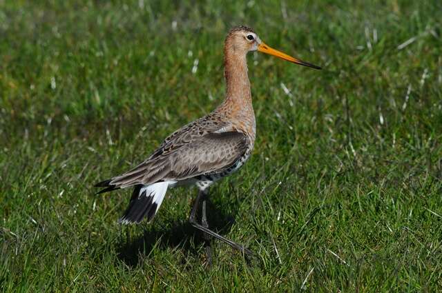 Imagem de Limosa Brisson 1760