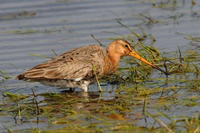 Image of Limosa Brisson 1760