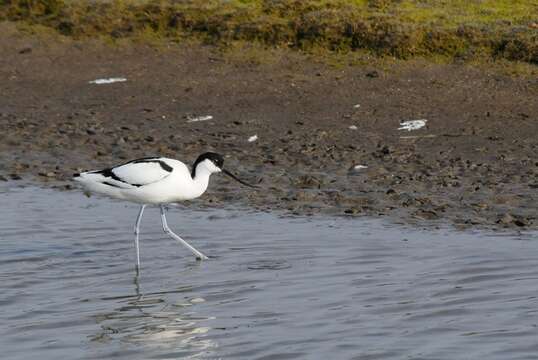 Image of Avocets