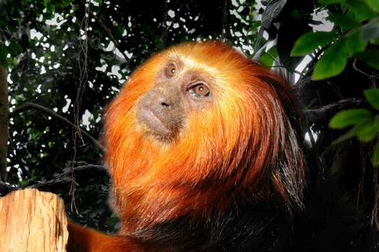 Image of Lion tamarin