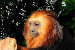 Image of Lion tamarin