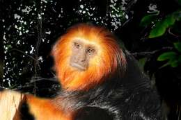 Image of Lion tamarin