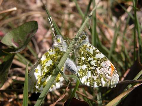 Image de Anthocharis