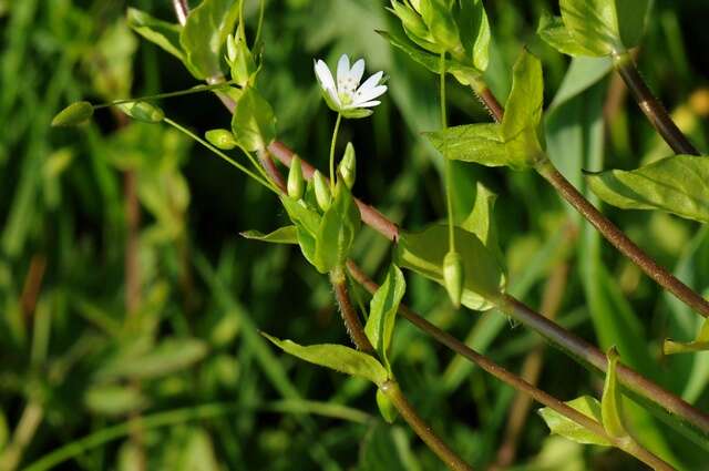 Image of greater chickweed