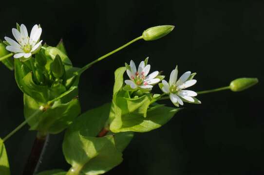 Image of greater chickweed