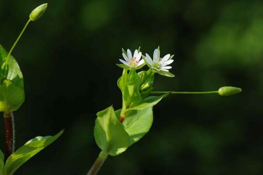 Image of greater chickweed