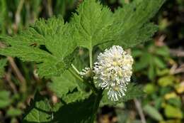 Image of Baneberry