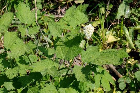 Image of Baneberry