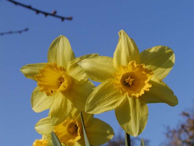 Image of daffodil