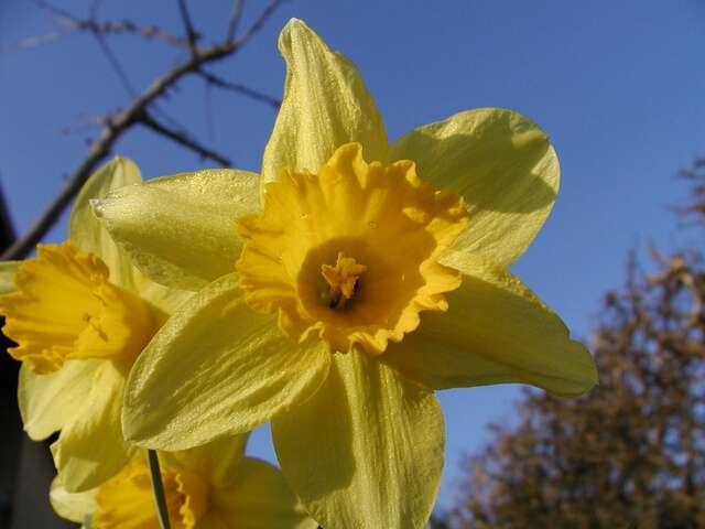 Image of daffodil