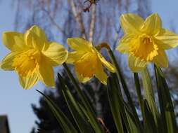 Image of daffodil