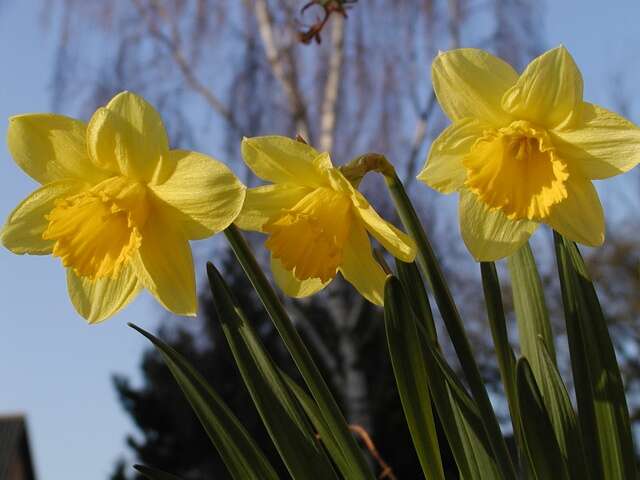 Image of daffodil