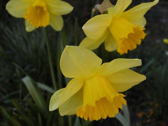 Image of daffodil