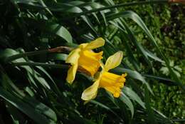 Image of daffodil