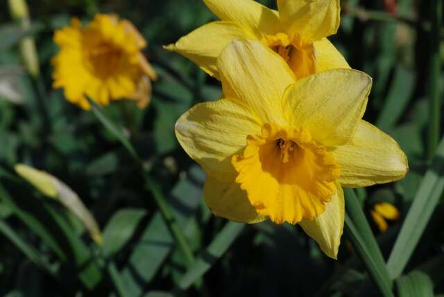 Image of daffodil