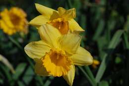 Image of daffodil