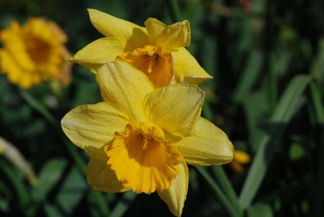 Image of daffodil