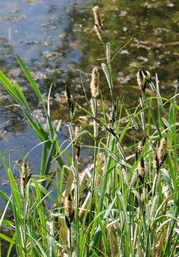 Image of Lesser Pond-Sedge