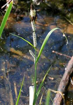 Image of Lesser Pond-Sedge