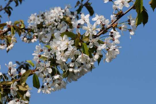 Imagem de Prunus