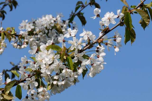 Prunus resmi