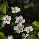 Image of sour cherry