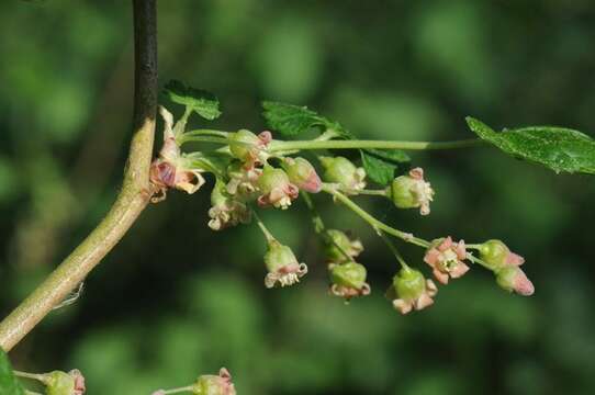 Image of currant