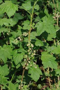 Image of currant