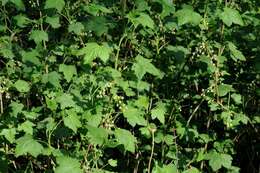 Image of currant