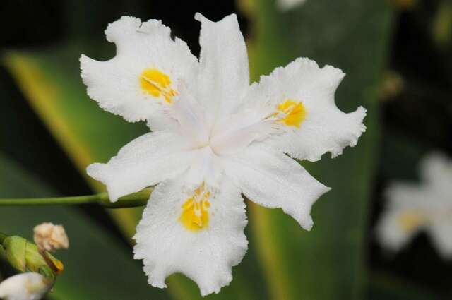 Image of Iris confusa Sealy