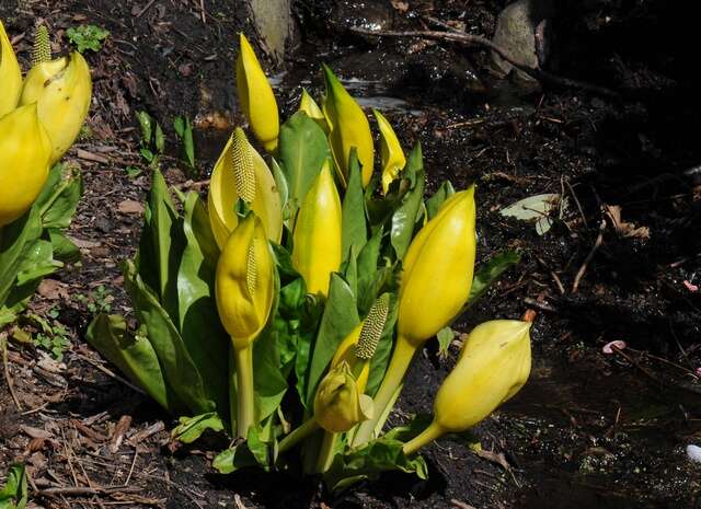 Image of skunkcabbage