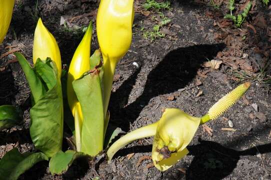 Image of skunkcabbage