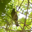 Icterus bonana (Linnaeus 1766) resmi