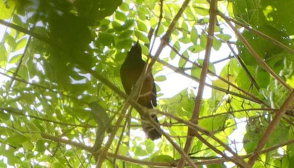 Image of Martinique Oriole