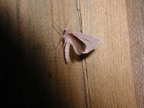 Image of white-mantled wainscot