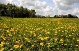 Image of dandelion