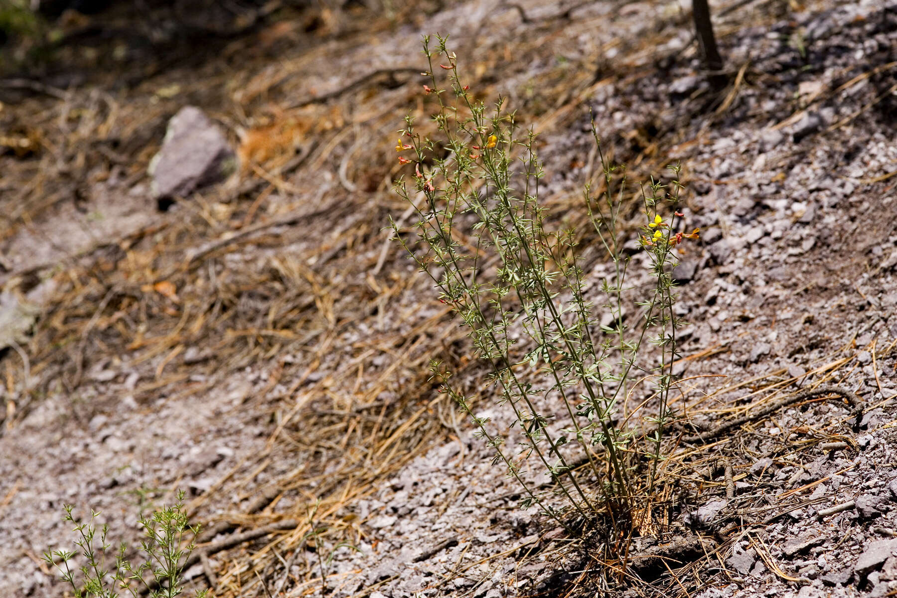 Image of Wright's deervetch