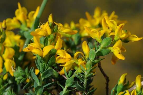 Genista anglica L. resmi