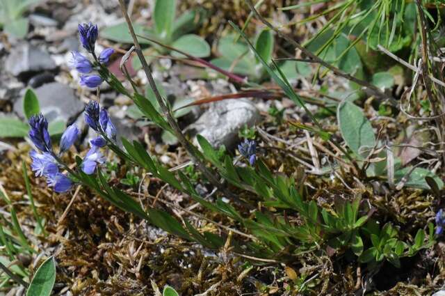 Image of Milkwort