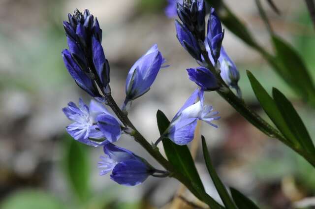 Image of Milkwort