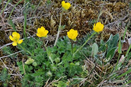 Ranunculus bulbosus L.的圖片