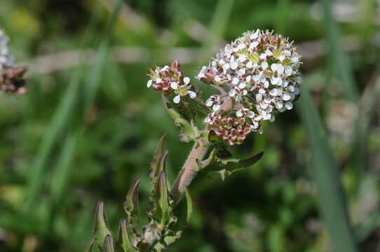 Image of Peppercresses