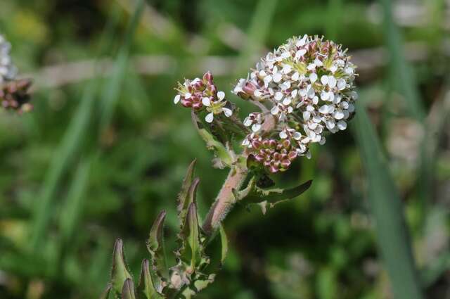 Image of Peppercresses