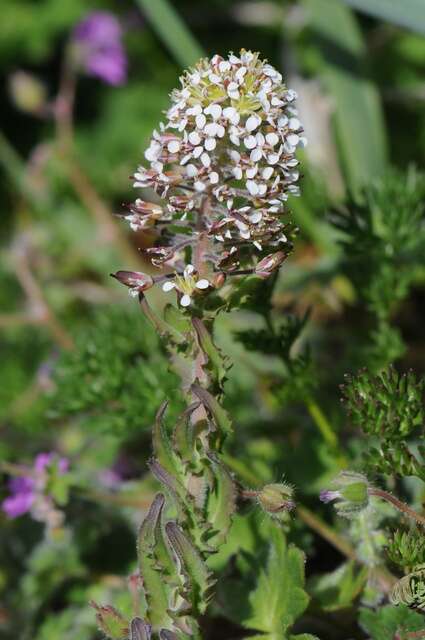 Image of Peppercresses