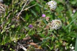 Image of Peppercresses