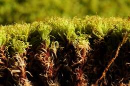 Image of tortella moss