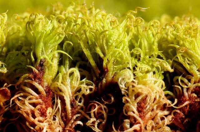 Image of tortella moss