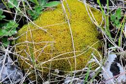 Image of tortella moss