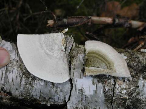 Image of Trametes