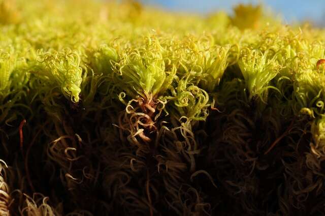 Image of tortella moss